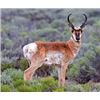 Image 1 : -Utah Conservation Pronghorn Permit-