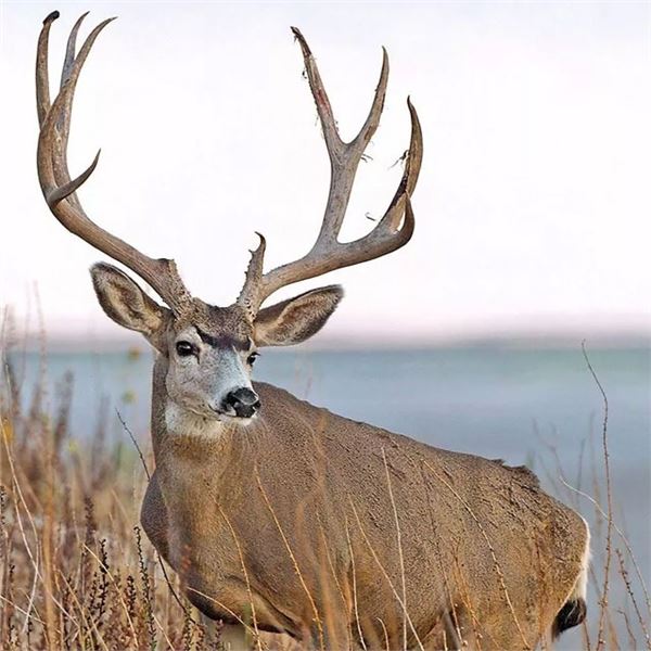 -Utah Conservation Mule Deer Permit-