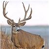 Image 1 : -Utah Conservation Mule Deer Permit-