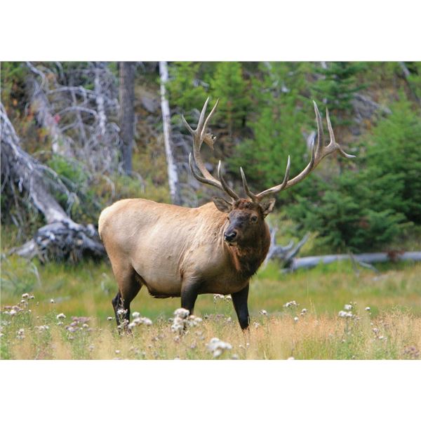 -Utah Conservation Elk Permit-