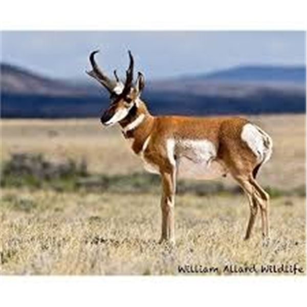 -Utah Conservation Pronghorn Permit-