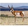 Image 1 : -Utah Conservation Pronghorn Permit-