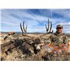 Image 2 : 5-day Archery Arizona Mule Deer hunt for 1 hunter and 1 observer