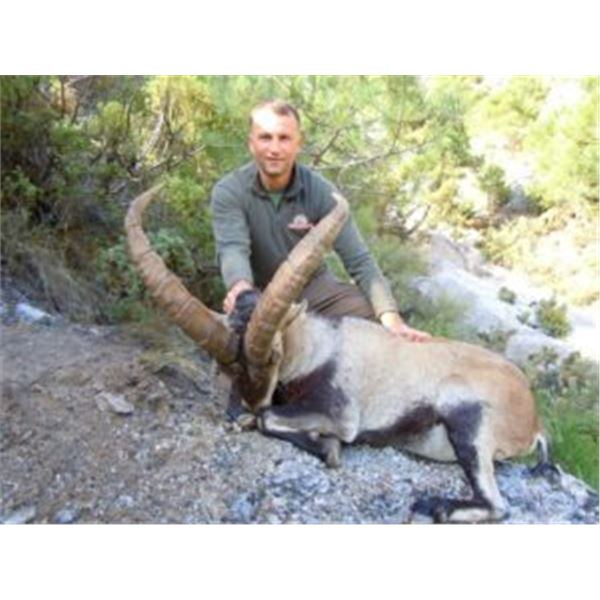 4-day Ibex hunt in Spain for 1 hunter