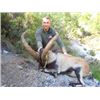 Image 1 : 4-day Ibex hunt in Spain for 1 hunter