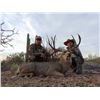 Image 2 : 6-day Sonora Mexico Mule Deer Hunt for 2 Hunters and 1 observer
