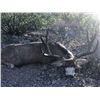 Image 3 : 6-day Sonora Mexico Mule Deer Hunt for 2 Hunters and 1 observer