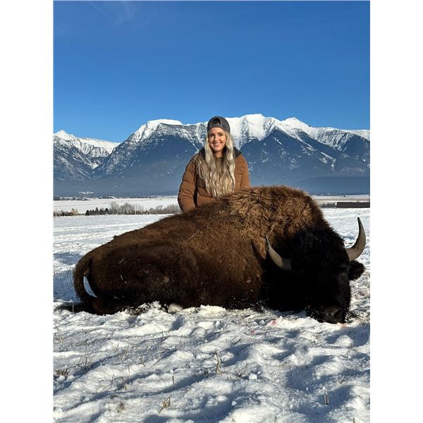 3-Night Montana Bison Management Hunt