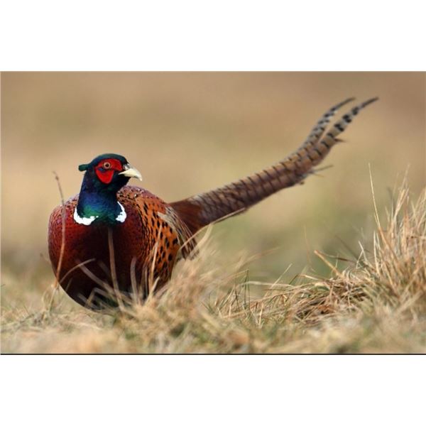 In-Person-Only- 2 Day Pheasant Hunt for 4 hunters