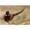 Image 1 : In-Person-Only- 2 Day Pheasant Hunt for 4 hunters