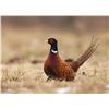 Image 2 : In-Person-Only- 2 Day Pheasant Hunt for 4 hunters