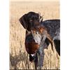 Image 3 : In-Person-Only- 2 Day Pheasant Hunt for 4 hunters