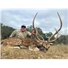Image 3 : 3-day Texas Axis hunt for 2 hunters