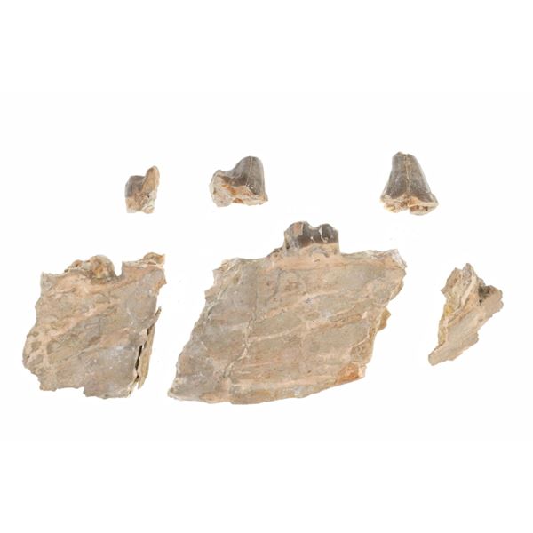 Hyaenodon Horridus Fine Lower Jaw & Teeth Fossil