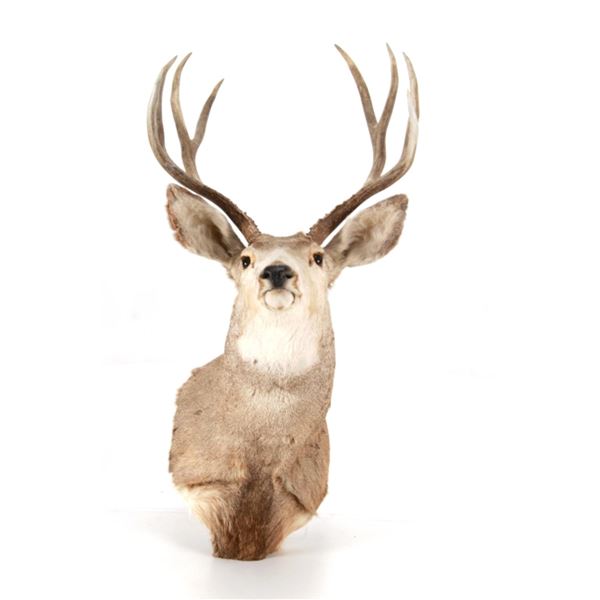 Montana Mule Deer Taxidermy Shoulder Mount