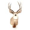 Image 2 : Montana Mule Deer Taxidermy Shoulder Mount