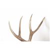 Image 3 : Montana Mule Deer Taxidermy Shoulder Mount