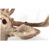 Image 4 : Montana Mule Deer Taxidermy Shoulder Mount