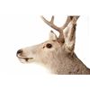 Image 5 : Montana Mule Deer Taxidermy Shoulder Mount