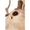 Image 6 : Montana Mule Deer Taxidermy Shoulder Mount
