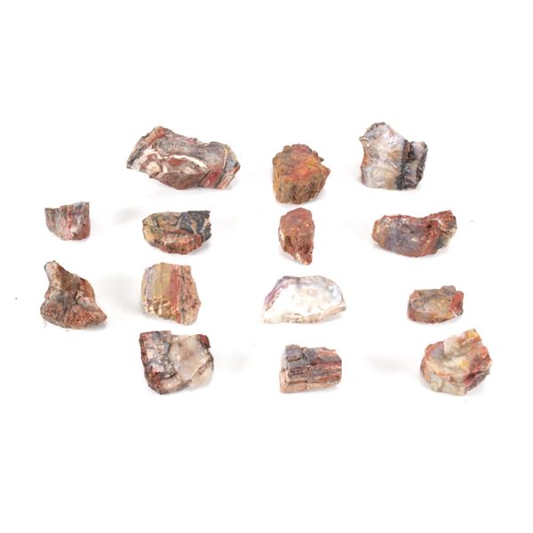 Holbrook, Arizona Triassic Hi-Qual Petrified Wood