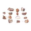 Image 1 : Holbrook, Arizona Triassic Hi-Qual Petrified Wood
