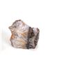 Image 3 : Holbrook, Arizona Triassic Hi-Qual Petrified Wood