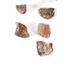 Image 4 : Holbrook, Arizona Triassic Hi-Qual Petrified Wood