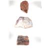 Image 5 : Holbrook, Arizona Triassic Hi-Qual Petrified Wood