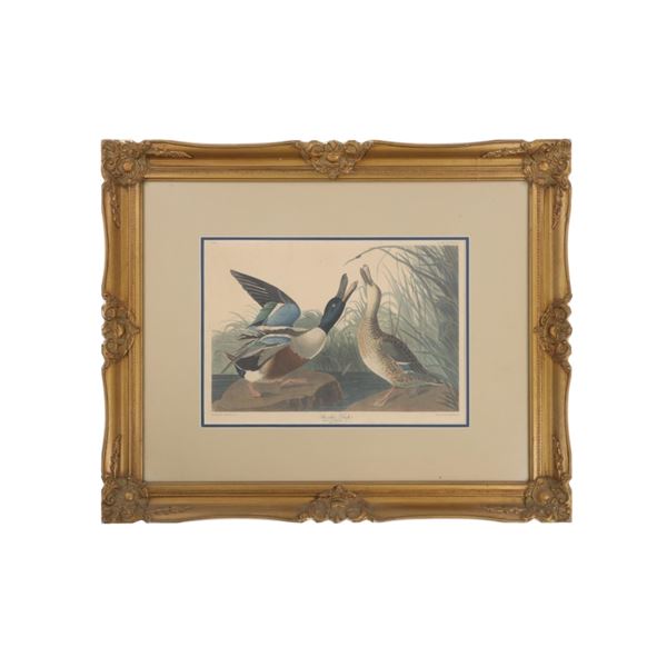 Framed J.J. Audubon Lithograph "Shoveller Ducks"