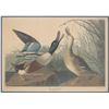 Image 2 : Framed J.J. Audubon Lithograph "Shoveller Ducks"