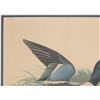 Image 3 : Framed J.J. Audubon Lithograph "Shoveller Ducks"