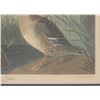 Image 5 : Framed J.J. Audubon Lithograph "Shoveller Ducks"