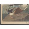 Image 6 : Framed J.J. Audubon Lithograph "Shoveller Ducks"