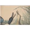 Image 7 : Framed J.J. Audubon Lithograph "Shoveller Ducks"