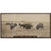 Image 2 : L.A. Huffman (1854-1931) Buffalo Grazing Collotype