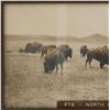 Image 3 : L.A. Huffman (1854-1931) Buffalo Grazing Collotype
