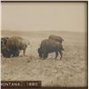 Image 4 : L.A. Huffman (1854-1931) Buffalo Grazing Collotype