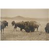 Image 5 : L.A. Huffman (1854-1931) Buffalo Grazing Collotype