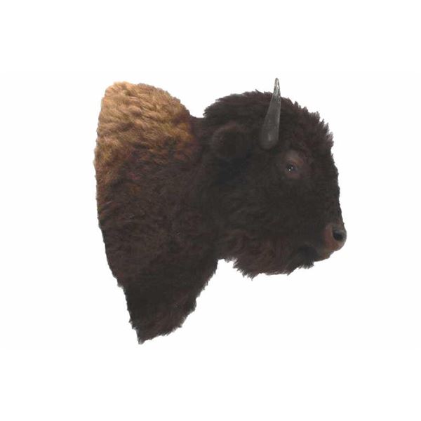 Montana Great American Buffalo Taxidermy Mount
