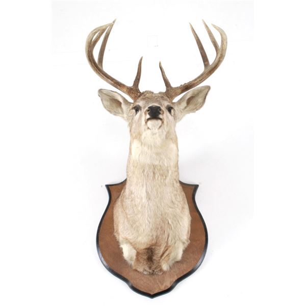 Montana 4x4 Whitetail Deer Shoulder Mount