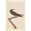 Image 14 : Audubon's Original Water-Color Paintings