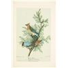 Image 8 : Audubon's Original Water-Color Paintings