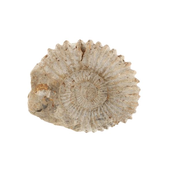 Rare Ammonite Defined Suture 5 1/4" Fossil