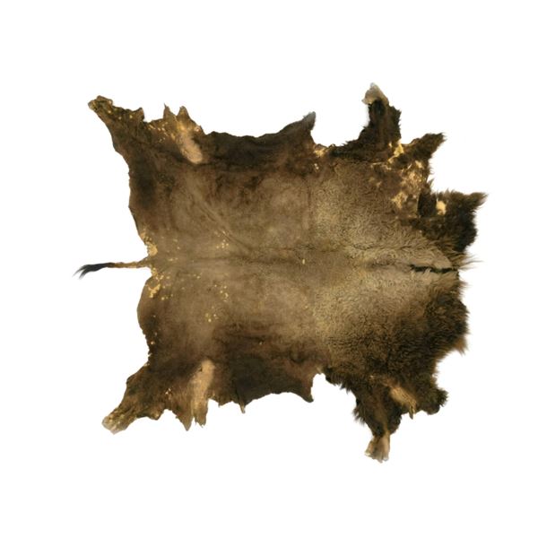 Montana Buffalo/ Bison Professional Taxidermy Hide