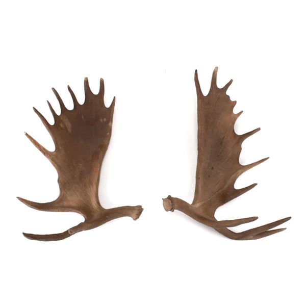 Exceptional Faux Moose Antlers c. 20th Century