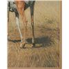 Image 5 : Charles Frace (1926-2005) Lim. Ed. Pronghorn Print