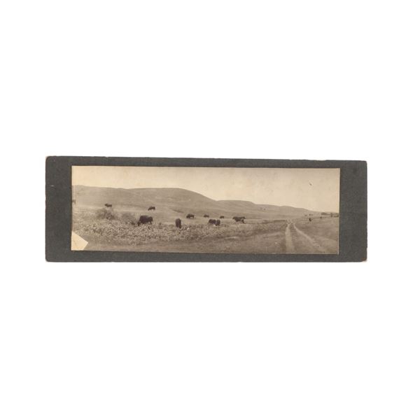Ca. 19th C. Open Range Buffalo Herd Photograph