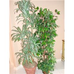 2 large silk plants