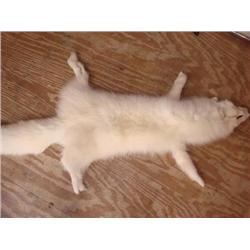 White Fox Pelt